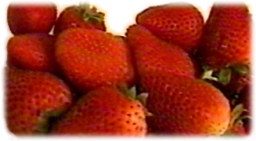fresh strawberries from Morrisville, NC